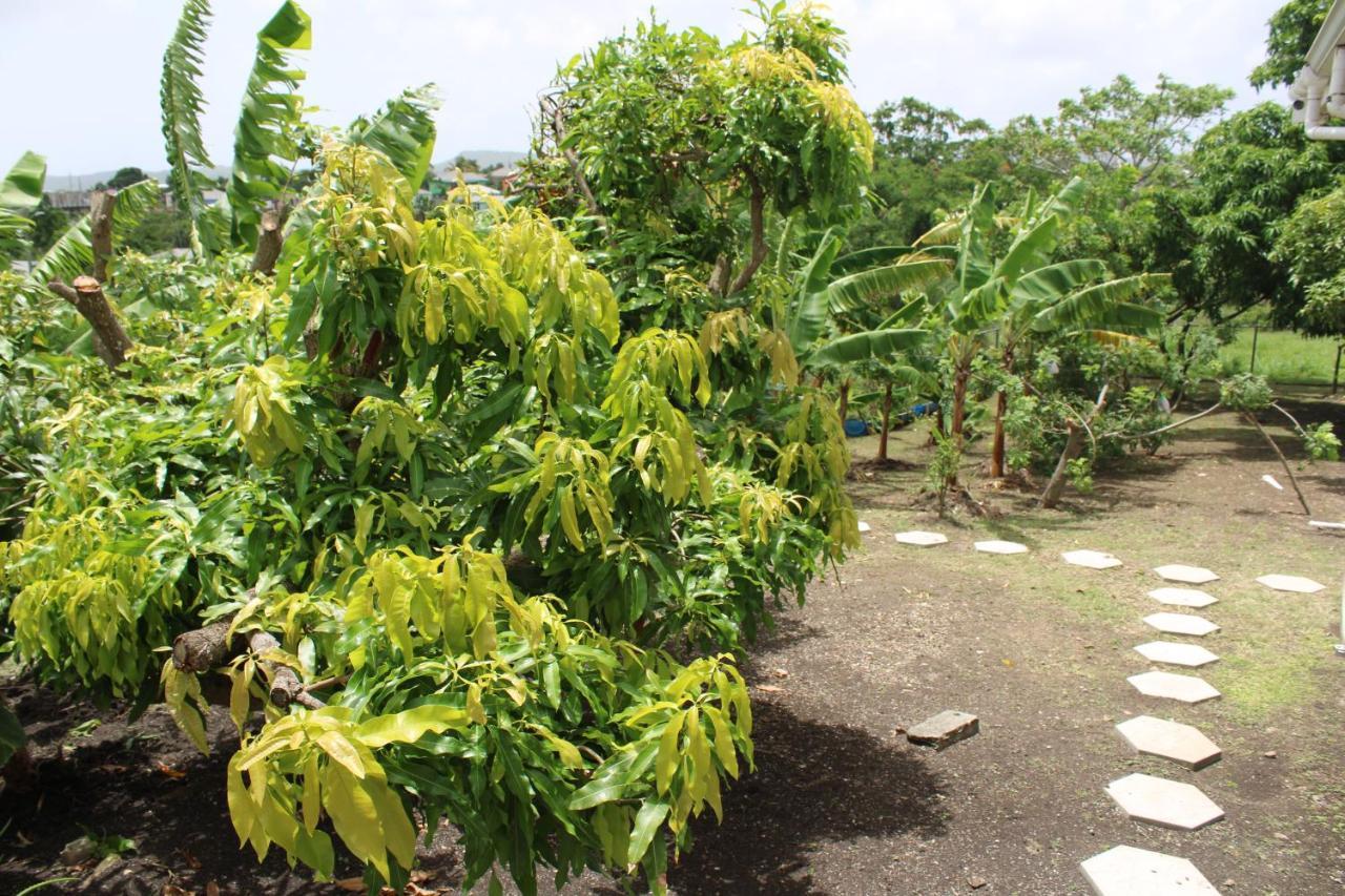 Tropical Garden Cottage Antigua St. John's 外观 照片